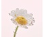 Yves Rocher Pure Camomile Yüz Yıkama Makyaj Temizleme Yağı 150 ml