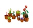 10329 Lego Botanical Collection - Minik Bitkiler 753 parça +18 yaş